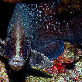 Soapfish by Jean Noren