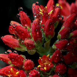 Spheres of Influence by Joe Schofield