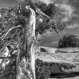 Stalwart by Joe Schofield