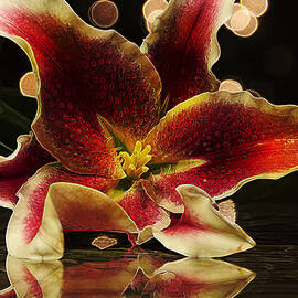 Stargazed Reflections by Bill and Linda Tiepelman