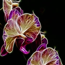 Steeped Orchid Jive by Bill and Linda Tiepelman