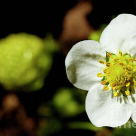 Strawberry flower by Sami Sarkis Photography
