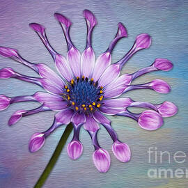 Sunscape Daisy by Susan Candelario