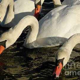 Swans drinking water in lake by Sami Sarkis Photography