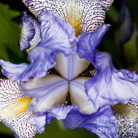 Symmetrical Iris by Darcy Michaelchuk
