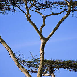 Tall Serengeti Tree and Baboon by Darcy Michaelchuk