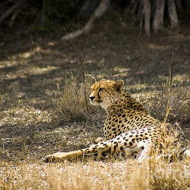 The Cheetah Wakes Up by Darcy Michaelchuk
