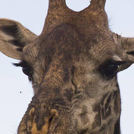 The Giraffe says to the Fly... by Darcy Michaelchuk