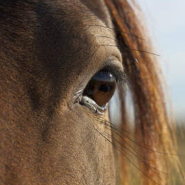 The Horse Eye by Darcy Michaelchuk