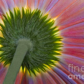 The Other Side by Susan Candelario