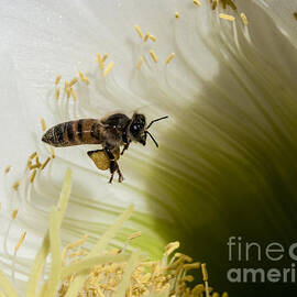 The Overloaded Bee by Darcy Michaelchuk