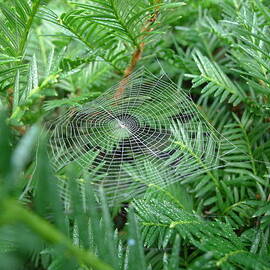 The Trap by Richard Reeve