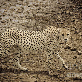 Thirsty but cautious cheetah by Darcy Michaelchuk