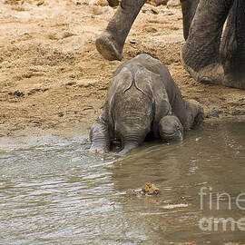 Thirsty Young Elephant by Darcy Michaelchuk