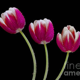 Three Of A kind by Susan Candelario