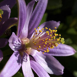 thrive by Joe Schofield