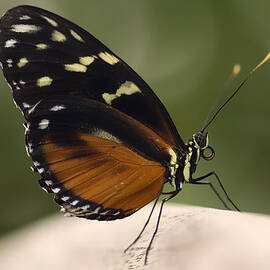 Tiger Longwing Profile by Bill and Linda Tiepelman