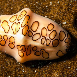 Flamingo Tongue on a plate by Jean Noren