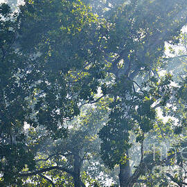 Trees in the haze by Sami Sarkis Photography