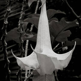Trumpet Flower Exposed by Darcy Michaelchuk
