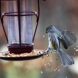 Tufted Seed Splash by Bill and Linda Tiepelman