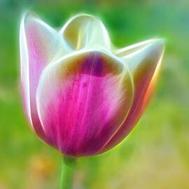 Tulip Exaltation by Bill and Linda Tiepelman