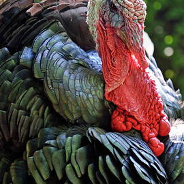 Turkey headshot by Sami Sarkis Photography