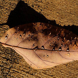 UpsideDown Brown by Joe Schofield