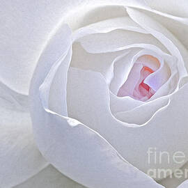 Vanilla Swirls by Susan Candelario