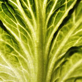 Veins on a lettuce leaf by Sami Sarkis Photography
