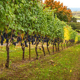 Vineyard by Jean Noren