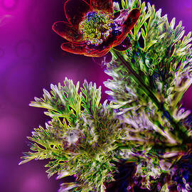 Violet Labialize Flora by Bill and Linda Tiepelman