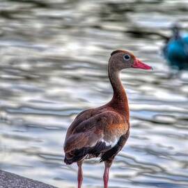 Waiting for Dinner by David Morefield