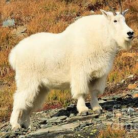 Waiting For The Snow by Adam Jewell