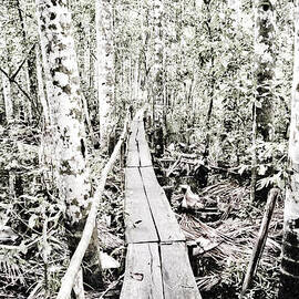 Walkway into the Amazon by Darcy Michaelchuk
