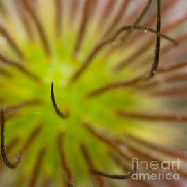 War of the Worlds -  Flora by Darcy Michaelchuk