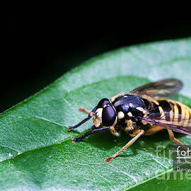 Wasp Break by Darcy Michaelchuk