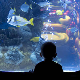 Watching Fish Silhouette by Darcy Michaelchuk