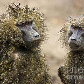 Wet baboons by Darcy Michaelchuk