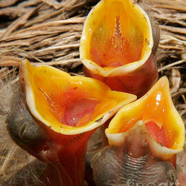 We've Only Just Begun by Susan Candelario