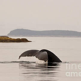 Whale Tail by Darcy Michaelchuk