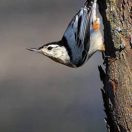 White-Breasted Nuthatch by Bill and Linda Tiepelman