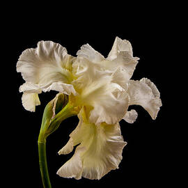 White Iris on Black Background by Jean Noren