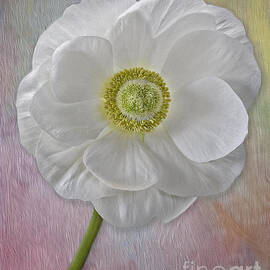 White Petals by Susan Candelario