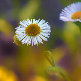 White Wildflower on Pastels by Bill and Linda Tiepelman