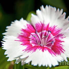 Wild carnation flower by Sami Sarkis Photography