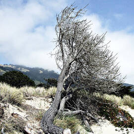Windswept Tree by Richard Reeve