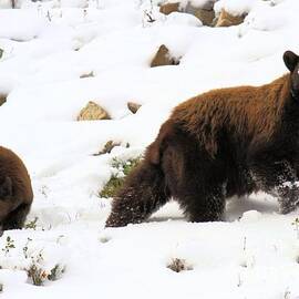 Winter Guide by Adam Jewell