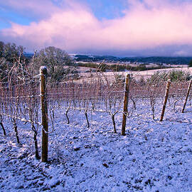 Winter Sunrise  in the Vineyard by Jean Noren