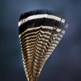 Wood Duck Feather by Jean Noren